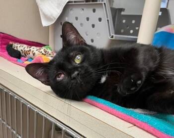 DREW -  Domestic Short Hair Cat for Adoption in Springfield, Massachusetts - DREW | PetCurious