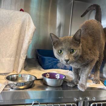 Domestic Short Hair Cats Available for Adoption in Wilmington, Delaware - Murphy | PetCurious