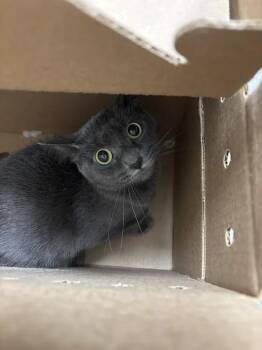 PIXEL -  Domestic Short Hair Cat for Adoption in Las Vegas, Nevada - PIXEL | PetCurious