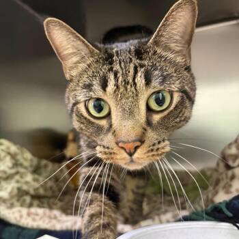 Oliver James III -  Domestic Short Hair Cat for Adoption in Cumming, Georgia - Oliver James III | PetCurious