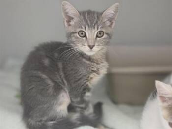 YARA -  Domestic Short Hair Cat for Adoption in Salinas, California - YARA | PetCurious