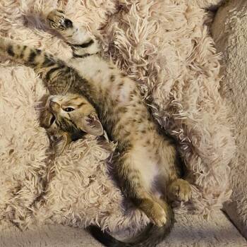 Amara -  Domestic Short Hair Cat for Adoption in Ringtown, Pennsylvania - Amara | PetCurious