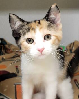 Domestic Short Hair Cats Available for Adoption in Grayslake, Illinois - Sansa | PetCurious