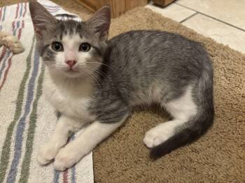 Sweetie Pie -  Tabby Cat for Adoption in Bentonville, Arkansas - Sweetie Pie | PetCurious