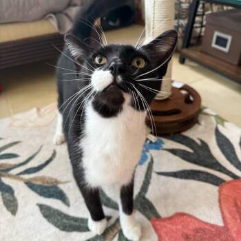 Domestic Short Hair Cats Available for Adoption in Hollywood, Florida - Fritter | PetCurious