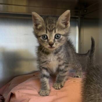 Midnight Snack -  Domestic Short Hair Cat for Adoption in Richmond, Virginia - Midnight Snack | PetCurious