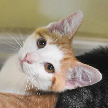Lightning -  Domestic Short Hair Cat for Adoption in St. Petersburg, Florida - Lightning | PetCurious