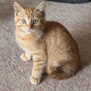 Harry -  Tabby Cat Available for Adoption in San Juan Capistrano, California - Harry | PetCurious