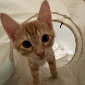 Fish -  Domestic Short Hair Cat for Adoption in Tustin, California - Fish | PetCurious