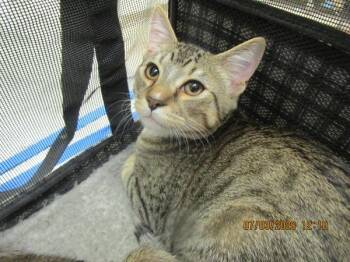Alvin (602) -  Domestic Short Hair Cat for Adoption in Marietta, Georgia - Alvin (602) | PetCurious