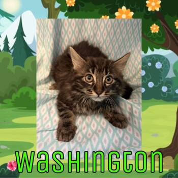 Domestic Long Hair Cats Available for Adoption in Royse City, Texas - Washington | PetCurious