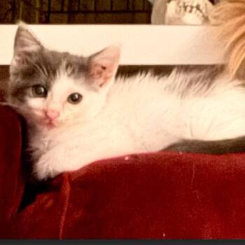 Domestic Medium Hair Cats Available for Adoption in League City, Texas - IVORY | PetCurious