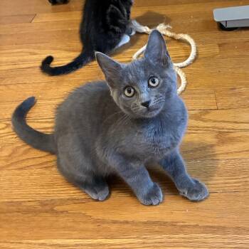 Fellini -  Russian Blue and Domestic Short Hair Cat for Adoption in UNIVERSITY PA, Maryland - Fellini | PetCurious