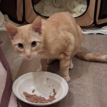 Oliver -  Domestic Short Hair Cat for Adoption in Liverpool, Texas - Oliver | PetCurious