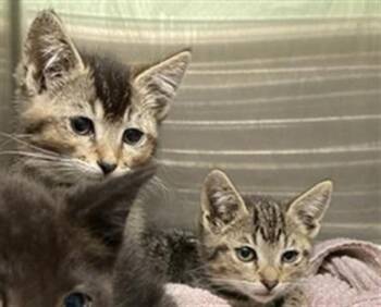 FARRAH -  Domestic Short Hair Cat for Adoption in Tustin, California - FARRAH | PetCurious