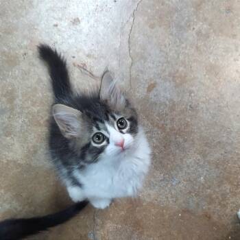 Biscotti -  Domestic Short Hair Cat for Adoption in Ponca City, Oklahoma - Biscotti | PetCurious