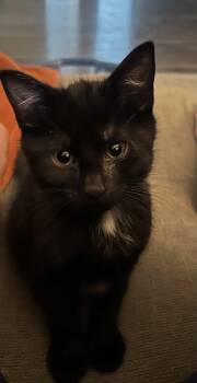 Haaland -  Domestic Short Hair Cat for Adoption in Richmond, Virginia - Haaland | PetCurious