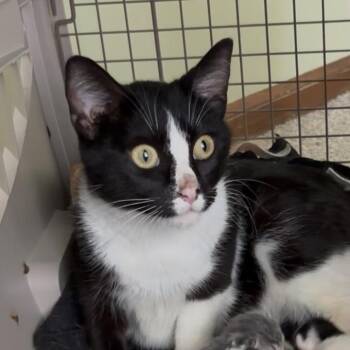 Stella -  Domestic Short Hair Cat for Adoption in Overland Park, Kansas - Stella | PetCurious