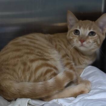 Slinky -  Domestic Short Hair Cat for Adoption in Youngtown, Arizona - Slinky | PetCurious