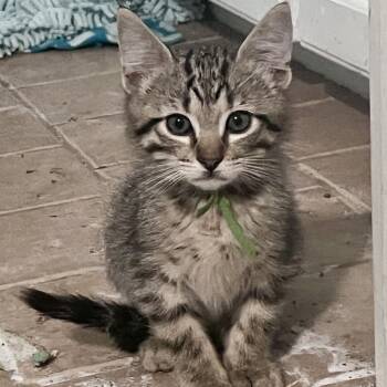Apple Jacks -  Domestic Short Hair Cat for Adoption in Bentonville, Arkansas - Apple Jacks | PetCurious