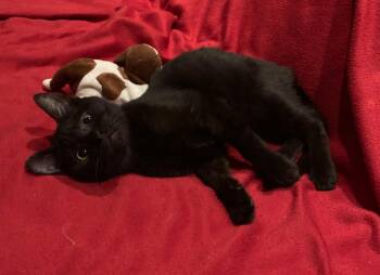 Domestic Short Hair Cats Available for Adoption - Chocolate  | PetCurious