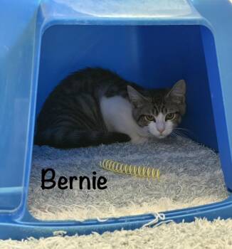 Bernie (Telford Litter) -  Domestic Long Hair Cat for Adoption in Telford, Pennsylvania - Bernie (Telford Litter) | PetCurious