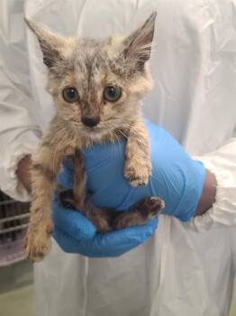 Domestic Short Hair Cats Available for Adoption - ASTRID | PetCurious