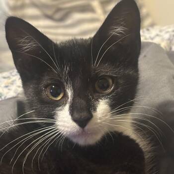 Magnolia -  Domestic Short Hair Cat for Adoption in Calverton, Maryland - Magnolia | PetCurious