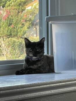Rescue Tortoiseshell and Domestic Short Hair Cats for Adoption in Liverpool, Texas - Harper | PetCurious