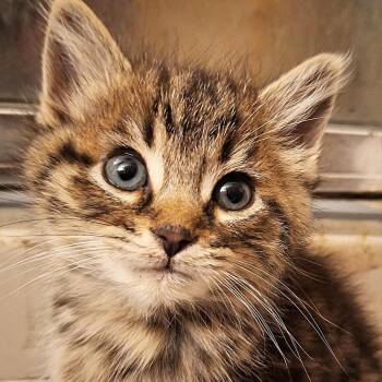 Rescue Domestic Short Hair Cats for Adoption in Huntington, West Virginia - David - OKC | PetCurious