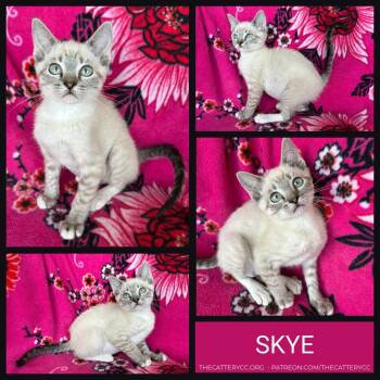 Skye -  Siamese Cat for Adoption in Corpus Christi, Texas - Skye | PetCurious