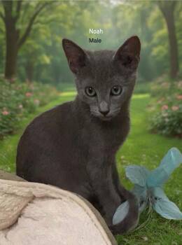 Noah -  Russian Blue and Domestic Short Hair Cat for Adoption in Leona Valley, California - Noah | PetCurious