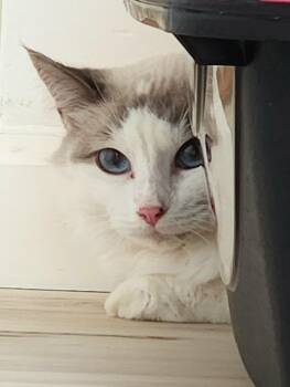 Siamese and Tortoiseshell Cats Available for Adoption in Monrovia, California - Cashmere | PetCurious