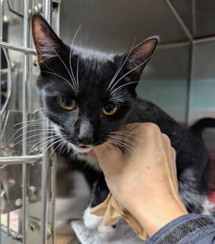 Rescue Domestic Short Hair Cats for Adoption in Trenton, New Jersey - Tilly (TAS #14 | PetCurious