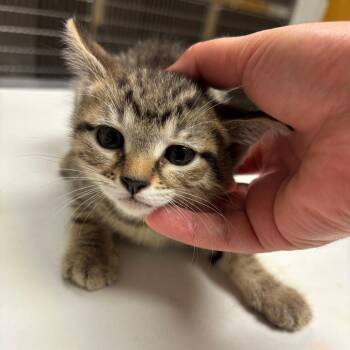 Scribble -  Domestic Short Hair Cat for Adoption in Ottawa, Kansas - Scribble | PetCurious