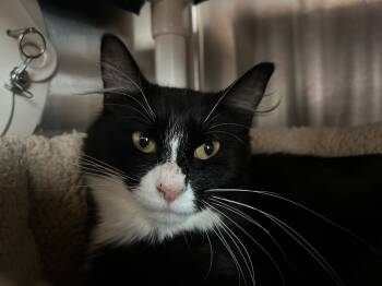 Rescue Domestic Long Hair Cats for Adoption in Ashland, Wisconsin - FM0 Podcast Mom | PetCurious