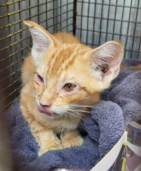 SOSUKE -  Domestic Short Hair Cat for Adoption in San Antonio, Texas - SOSUKE | PetCurious
