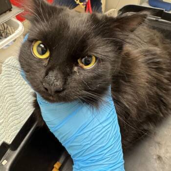 Elvira -  Domestic Long Hair Cat for Adoption in Murray, Utah - Elvira | PetCurious