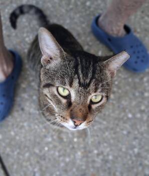Tigger -  Domestic Short Hair Cat for Adoption in Louisville, Kentucky - Tigger | PetCurious