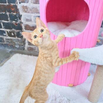 Filé -  Domestic Short Hair Cat for Adoption in New Orleans, Louisiana - Filé | PetCurious