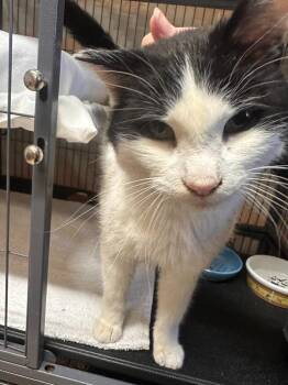 Domestic Short Hair Cats Available for Adoption - Vincenzo | PetCurious