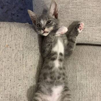 Sly Cooper -  Domestic Short Hair Cat for Adoption in Charlotte, North Carolina - Sly Cooper | PetCurious