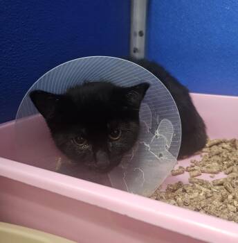Belle -  Domestic Short Hair Cat for Adoption in Fall River, Massachusetts - Belle | PetCurious