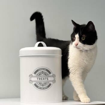 Domestic Short Hair Cats Available for Adoption in Syosset, New York - Sugar | PetCurious