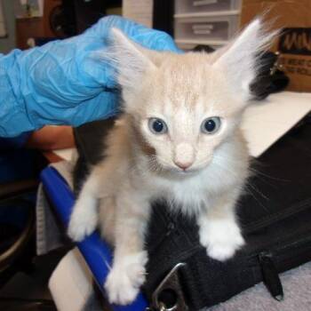 Tigerlilly -  Domestic Short Hair Cat for Adoption in Milton, Florida - Tigerlilly | PetCurious