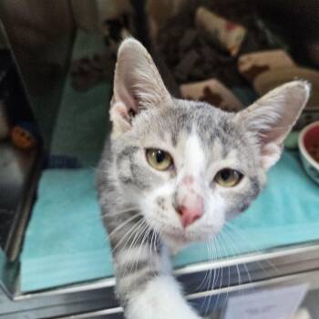 Domestic Short Hair Cats Available for Adoption in Austin, Texas - Tarzan | PetCurious