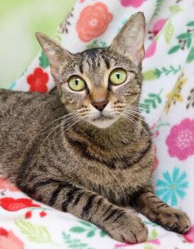 Domestic Short Hair Cats Available for Adoption in Tierra Verde, Florida - Sadie | PetCurious