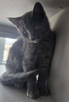 Domestic Short Hair Cats Available for Adoption in Edgewood, New Mexico - Spark | PetCurious
