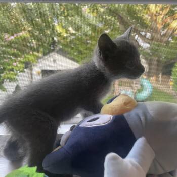 Salsa -  Domestic Short Hair Cat for Adoption - Salsa | PetCurious
