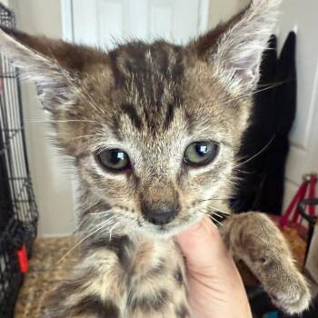 Ringo 13 -  Domestic Short Hair Cat for Adoption in Austin, Texas - Ringo 13 | PetCurious